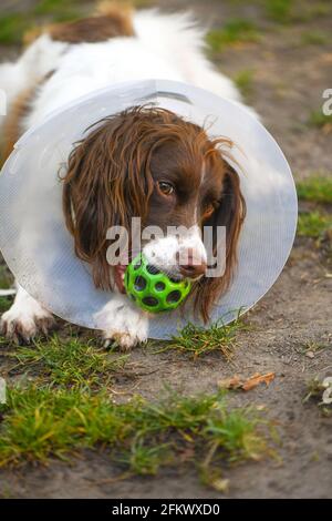 English springer spaniel dog outside with foot injury wearing the cone of shame to stop her chewing the paw. Stock Photo