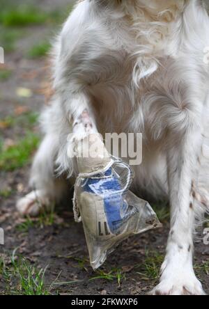English springer spaniel with injured paw wearing a protective bag to keep dry so she can go in the garden. Stock Photo