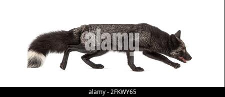 Side view of a Silvers Fox running away, isolated Stock Photo