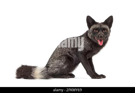Panting Silvers Fox looking at the camera, isolated on white Stock Photo