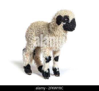 Valais Blacknose Lamb sheep standing in front, Isolated on white, three months old Stock Photo