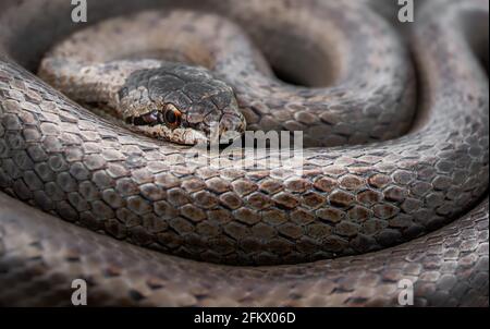 Close-up macro shot of coiled Smooth snake (Coronella austriaca) Stock Photo