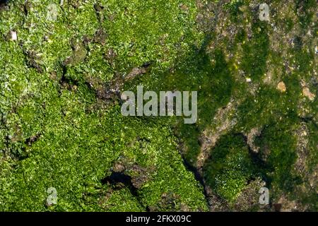 Moss and wetland concept. Destination for vacation Greece. Alive green moss growth on stones over, under sea. Mossy vegetation on rocks in wet environ Stock Photo