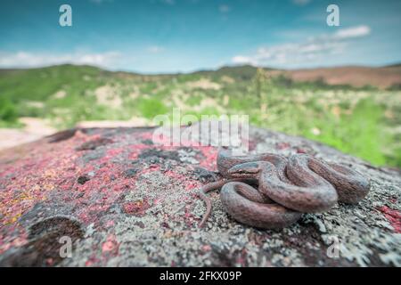Wide angle macro shot of Smooth snake (Coronella austriaca) coiled on gray rock. Green mountain landscape and blue sky in the background Stock Photo