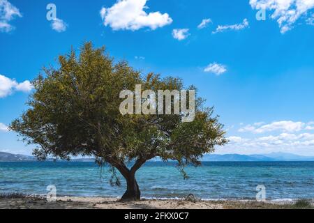 Summer destination Greece there that clear blue sky meets blue calm sea. Greek island sandy beach with shade from green tamarisk, tamarix or salt ceda Stock Photo