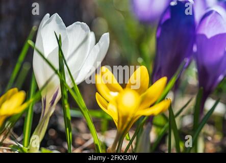 Crocus with mixed colors during the Swedish spring Stock Photo