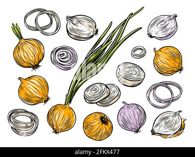 Onion bulb and rings. Fresh vegetables set vector illustration Stock Vector