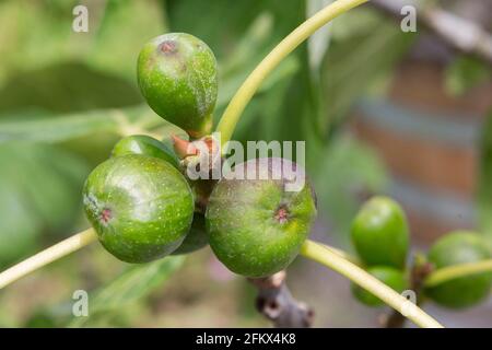 Real Figs, Ficus Carica, Fruit Stock Photo