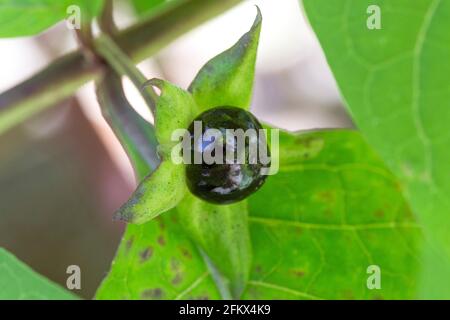 Black Deadly Nightshade, Atropa Bella Donna, Ripe Fruit Stock Photo