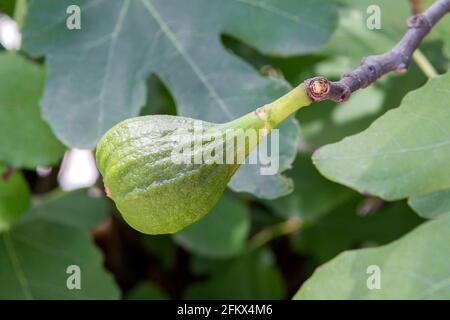 Real Figs, Ficus Carica, Fruit Stock Photo