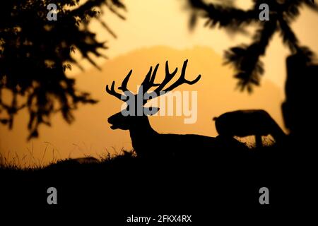 Red Deer, Sunset Stock Photo