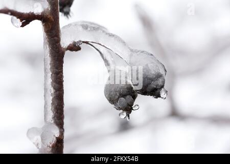 Fruits Of The Japanese Ornamental Cherry After An Freezing Rain Stock Photo