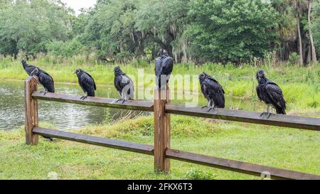 Vultures sitting on a fence in Myakka River State Park in Sarasota Florida USA Stock Photo