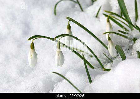 Snowdrops In Snow Stock Photo