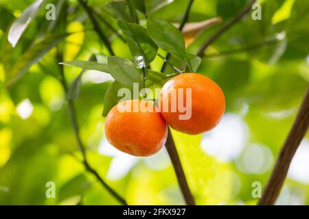 Ripe Oranges, Oranges Stock Photo