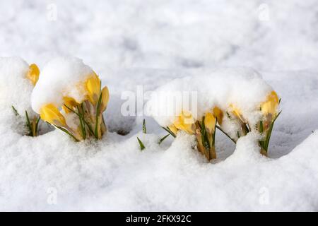 Yellow Crocuses In Snow