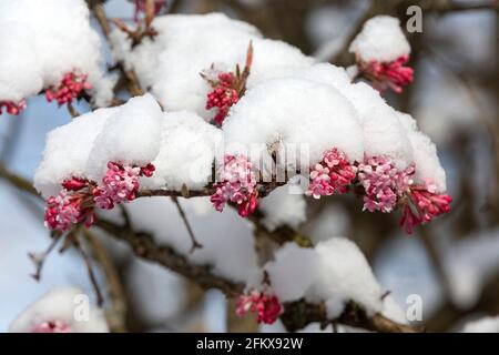 Flowering Winter Snowball, Bodnant Snowball (viburnum X Bodnantense 