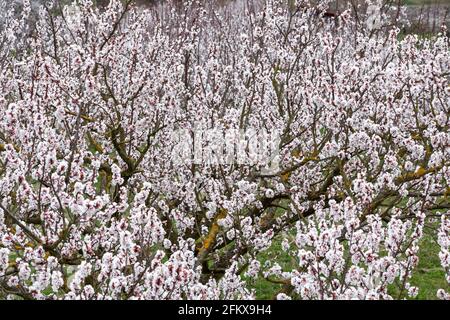 Apricot Blossom In The Wachau Lower Austria Stock Photo