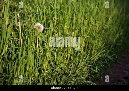 Dandelion in the grass by the edge of a path Stock Photo