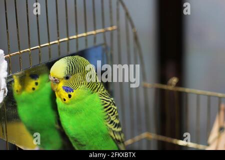 Wavy parrot near the mirror Stock Photo