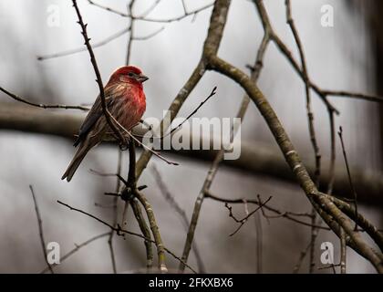 A mature male house finch with bright red feathers perches on a small tree limb. Stock Photo
