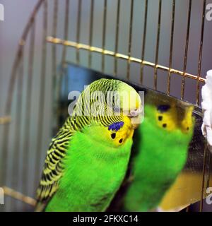 Wavy parrot near the mirror Stock Photo