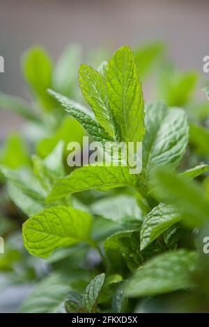 Mentha spicata (spearmint, garden mint, common mint, lamb mint, mackerel mint) growing in the garden Stock Photo