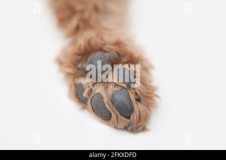 The rear paw of a red-brown cockapoo (cockapoo / cocker spaniel + poodle cross), paw pads facing up Stock Photo
