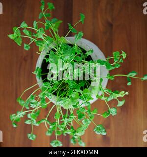 A potted coriander plant (Coriandrum sativum, cilantro, Chinese parsley) seen from above Stock Photo