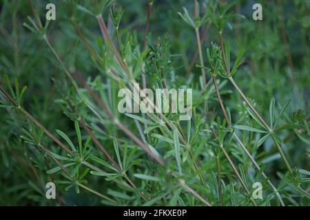 Galium aparine, cleavers, bedstraw, goosegrass, catchweed, stickweed, hitchhikers, sticky bob, stickyback, robin-run-the-hedge, sticky willy Stock Photo