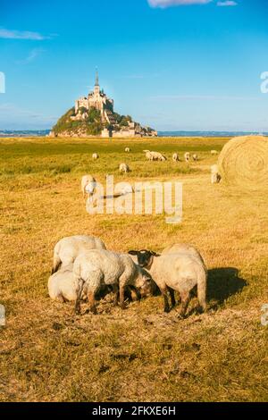 Beautiful view of famous historic Le Mont Saint-Michel tidal island with sheep grazing on fields of fresh green grass on a sunny day with blue sky and Stock Photo