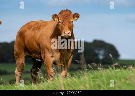 Herd of pedigree Limousin heifers in upland pasture, Lancashire, UK. Stock Photo