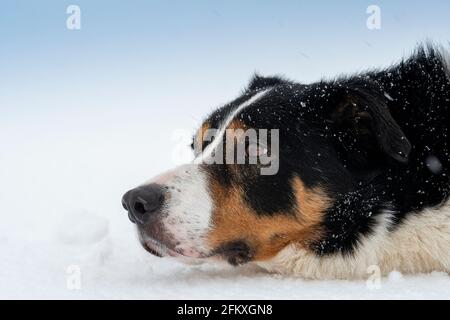 Sheep dogs running in snow, Yorkshire Dales, UK. Stock Photo