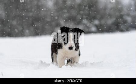 Young border collie puppy playing in snow, North Yorkshire, UK.