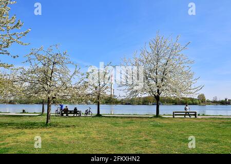 Vienna, Austria. Blooming cherry trees on the Danube at the peace pagoda Stock Photo