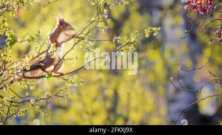 Closeup of a squirrel standing in a human-like pose on a branch Stock Photo