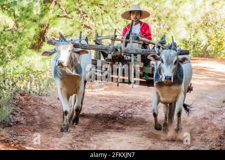 KALAW, MYANMAR - NOVEMBER 25, 2016: Zebu cart in the area between Kalaw and Inle, Myanmar Stock Photo