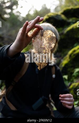 Person holding semi transparent dried up leaf in front of face Stock Photo