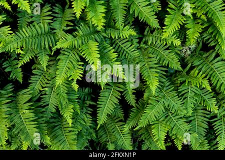 Group of healthy bright green fern fronds growing in redwood forest Stock Photo