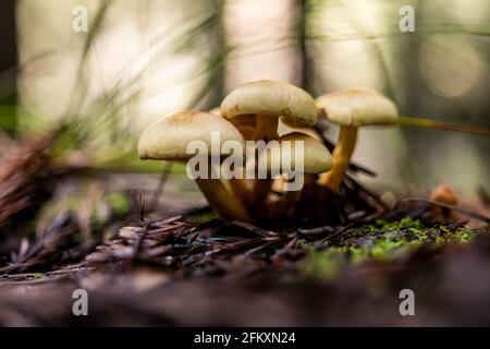 Cluster of small mushrooms growing together on redwood forest floor Stock Photo
