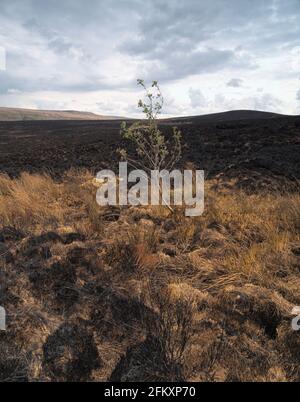 Lone sapling tree, a survivor on the Bobus / Butterley moorland wildfire site between Butterley Clough and Carr Clough
