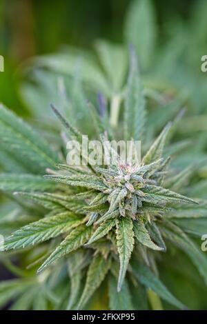 close up of flowering cola of cannabis strain Sour Diesel Stock Photo
