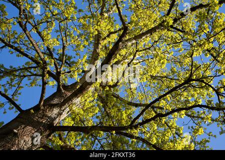Tree Berlin poplar (Populus x berolinensis, Berliner Pappel) Monumental plant in spring. Brown branches and yellow green foliage. Up view. Stock Photo