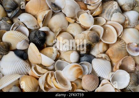 Summer background pattern from seashells. Shell close-up. Ocean coast. Seashells background. Top view. Stock Photo
