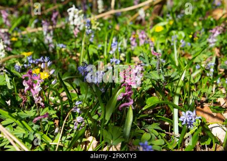 Spring forest meadow with blooming Corydalis cava Stock Photo