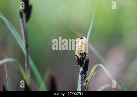 spring lesser pond-sedge (Carex acutiformis) flowers closeup selective focus Stock Photo