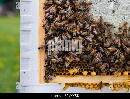 Honey Bees on Honey Frame Stock Photo
