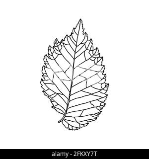 Stylized drawing of leaf of an elm tree with decorative veins isolated on a white background. Vector illustration. Design element for coloring book, c Stock Vector