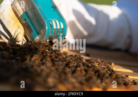 Releasing Queen Honey Bee into Hive Stock Photo