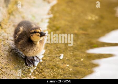 Cute little Duckling beside alongside the water side of a pond. Stock Photo